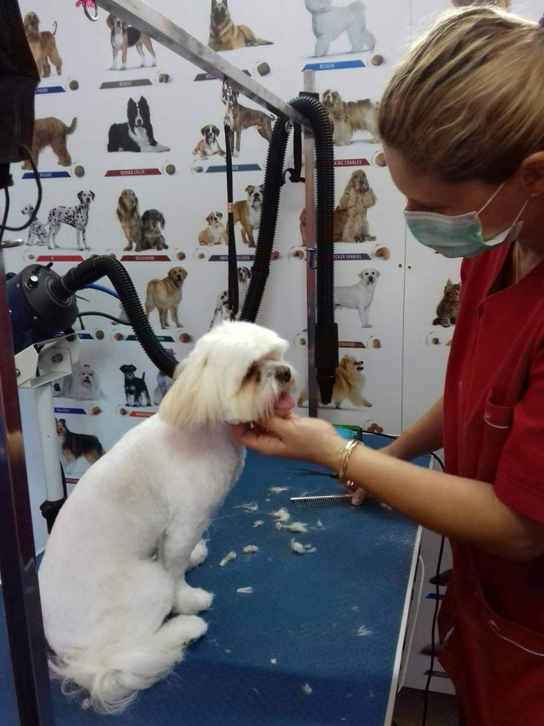 Curs Coafor Canin Cod COR  516402
